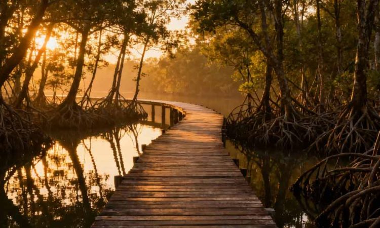Hutan Mangrove Pandansari: Benteng Alam Pesisir yang Edukatif dan Berkelanjutan